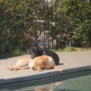 Meet your Posher, Chad